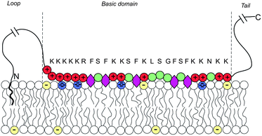 Schematic representation of a membrane-adsorbed MARCKS protein. Red and green circles represent charged and neutral amino acids, respectively. Purple hexagons stand for the phenyl groups which tend to insert into the membrane's hydrophobic core. The blue and yellow lipid headgroups represent the tetravalent PIP2 and monovalent PS lipids, respectively. The amino acid sequence of the basic domain is shown explicitly. The effector domain of MARCKS sequesters and binds to 3 (tetravalent) anionic PIP2 lipids. Adapted from Tzlil et al.142 Copyright (2008), with permission from the Biophysical Society.