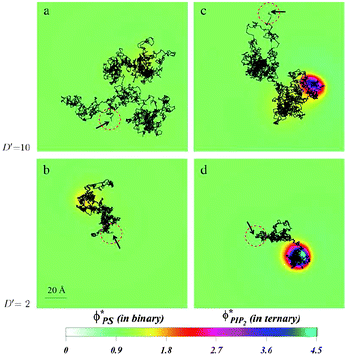 Diffusion of a charged spherical macroion on mixed membranes. Protein diffusion is most strongly impacted when fast diffusing proteins are adsorbed on membranes containing even small amounts of PIP2. The high valency lipids migrate quickly to the interaction zone and retard the protein motion, by making the entire “complex” diffuse together. The panels show the local surface charge densities after 0.6 ms of simulations (color scale) and the entire macroion trajectories in that time (connected black lines) for a protein with high diffusion rate on a binary (PC–PS) mixture, (a), and on a ternary (PC–PS–PIP2) mixture (c), and for a slowly diffusing protein on a binary (PC–PS) mixture (b), and on a ternary (PC–PS–PIP2) mixture (d). The red-dashed circles on each panel represent the projected size of the macroion with black arrows indicating the starting position of the macroion center of mass. For clarity, the figures are zoomed in on the relevant membrane surface region explored by the macroion. Adapted from Khelashvili et al.149 Copyright (2008), with permission from the Biophysical Society.