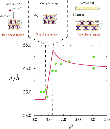 Phase evolution of lamellar CL–DNA complexes. The DNA–DNA distances within the multilamellar structure, d, change with ρ, increasing from their low value in the excess DNA region to a higher value in the excess lipid region. Around the isoelectric point, ρ = 1, the gain in entropy from counterion release is maximal, and all DNA and lipid are associated in complexes. Adapted from Harries et al.84 Copyright (1998), with permission from Biophysical Society.