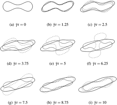 This sequence shows the time evolution of the rotational behaviour of a single RBC in an external shear flow with rate . The cross-section is parallel to the shearing plane, and the vorticity of the shear flow is clockwise. The evolution as a function of dimensionless time t is shown for three different capillary numbers, Ca = 0.1 (loosely dashed line), 0.2 (densely dashed line), and 0.5 (solid line). For the smallest value (Ca = 0.1), the RBC performs a tumbling motion since it is not sufficiently deformed to undergo a tank-treading motion. However, already for Ca = 0.2, the RBC can rotate without tumbling, but shape oscillations are still observed. The tank-treading motion is fully developed for the highest capillary number (Ca = 0.5). Note that in the dilute limit Ca* ≈ Ca holds.