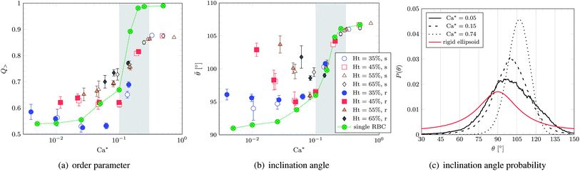 (a) Order parameter and (b) average inclination angle versus effective capillary number Ca*. The curves obtained for one single cell are also shown. The grey area denotes the TB–TT transition. The legend applies to both panels. (c) Inclination angle probability distribution for the softer cells with Ht = 55% and selected values of Ca*. The analytic curve for a single rigid ellipsoid (aspect ratio p = a/c = 1.1/0.36) is also shown. The single cell in panel (b) approaches 90° for decreasing Ca*, as expected from the analytical solution.