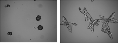 The light microscopy images of the diclofenac microparticles at a magnification of ×200, left, recrystallised with hydroxypropylmethylcellulose (HPMC); right, recrystallised in the absence of HPMC.