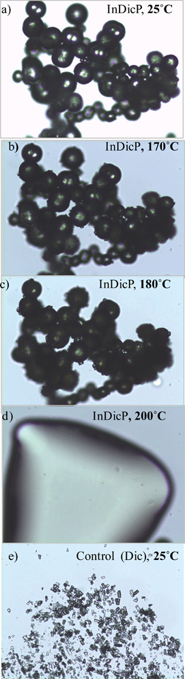 The morphology of the recovered crystals from the self-assembled hydroxypropylmethylcellulose (HPMC)-coated microparticle suspension (InDicP) at: (a) 25 °C, (b) 170 °C, (c) 180 °C and (d) 200 °C compared to those obtained from (e) the control suspension (Dic, recrystallised in the absence of HPMC) at 25 °C at a magnitude of ×200.