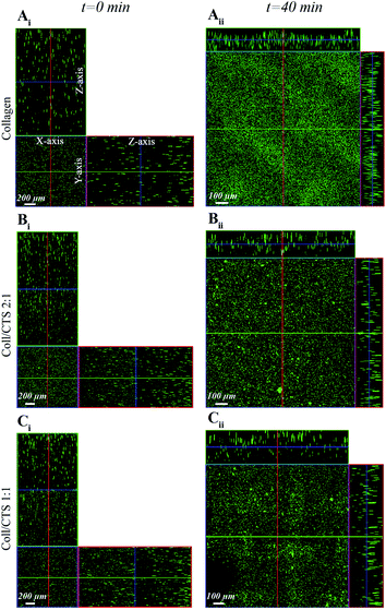 CLSM detection of fluorescent bead distribution within Coll and Coll–CTS hydrogels following SC. Ortho-representation of the confocal z-stacks throughout the entire thickness of Coll (Ai), Coll–CTS 2 : 1 (Bi) and Coll–CTS 1 : 1 (Ci) hydrogels reveals an initial uniform distribution of fluorescent beads within the gel scaffolds immediately prior to SC (t = 0; scale bar = 200 μm). After 40 min of SC, the thicknesses of the gel scaffolds decreased to 120 ± 8.2, 167 ± 4.7 and 200 ± 21.6 μm for Coll (Aii), Coll–CTS 2 : 1 (Bii) and Coll–CTS 1 : 1 (Cii), respectively. Scale bar = 100 μm.