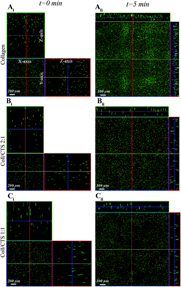 CLSM detection of fluorescent bead distribution within Coll and Coll–CTS hydrogels undergoing PC. Ortho-representation of the confocal z-stacks throughout the entire thickness of Coll (Ai), Coll–CTS 2 : 1 (Bi) and Coll–CTS 1 : 1 (Ci) hydrogels reveals an initial uniform distribution of fluorescent beads within the gel scaffolds (t = 0; scale bar = 200 μm). After 5 min of application of an external stress of 0.5 kPa for 5 min, the gel thickness decreased to 96.7 ± 9.4, 103 ± 12.5 and 150 ± 16.3 μm thickness in Coll (Aii), Coll–CTS 2 : 1 (Bii) and Coll–CTS 1 : 1 (Cii), respectively. Scale bar = 100 μm.