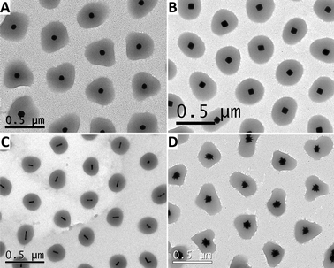 Representative TEM images of gold nanoparticles coated with pNIPAM: spheres (A), octahedra (B), nanorods (C) and nanostars (D).