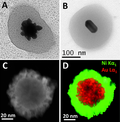 Detailed TEM images of the various structures that can be obtained through the selective growth of gold cores within Au@pNIPAM nanocomposites: (A) flower-like gold nanoparticle; (B) Au@Ag nanorod; (C) dark field scanning transmission electron microscopy (STEM) image of a single Au/Pt@Ni particle showing a typical core–shell structure; and (D) its corresponding STEM-XEDS RGB image (Au = red; Ni = green). Reprinted with permission from ref. 30 and 31.