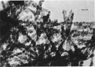 High-resolution TEM picture of unusual fibrous goethite in soils. The bar is 10 nm. Reprinted from ref. 69, Copyright (1984), with permission from Elsevier.