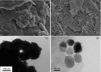 Iron oxide nanoparticles in iceberg-hosted sediments: (a) irregular shaped aggregate of ferrihydrite, (b) acicular twinned goethite, (c) schwertmannite pin-cushion spheroidal aggregates, and (d) hematite nanoparticles of irregular rounded shapes. (a–c) are from ref. 12, Copyright (2011), (d) is from ref. 13, Copyright (2011); both with permissions from Elsevier.