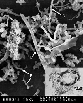 SEM image of mineralized bacteria from the caldera of Axial Vocno resembling the sheath of Leptothrix orchracae (L), Gallionella ferruginea (G) and PV-1 (P). The inset TEM image is a cross-section of a bacterial structure encrusted with nanoparticulate ferrihydrite. Reprinted from ref. 22, Copyright (2004), with permission from Elsevier.