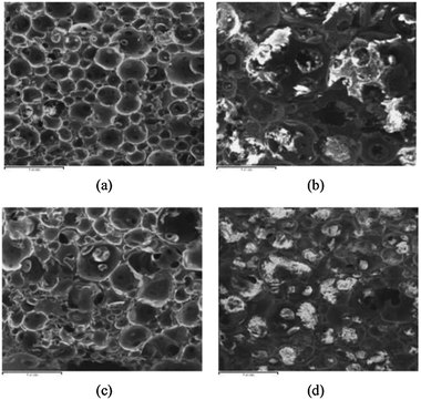 Soil burial biodegradation induced variation in morphologies of (a and b) FR-AESO/St (80/20) foam and (c and d) FR-AESO/St (60/40) foam cured with 4 phr BPO and 0.4 phr N,N-dimethyl aniline (density = 0.20 ± 0.01 g cm−3). (a and c) Before soil burial, (b and d) after soil burial for 6 months.