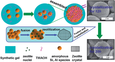 Possible formation mechanism of clustered zeolite microsphere sample.