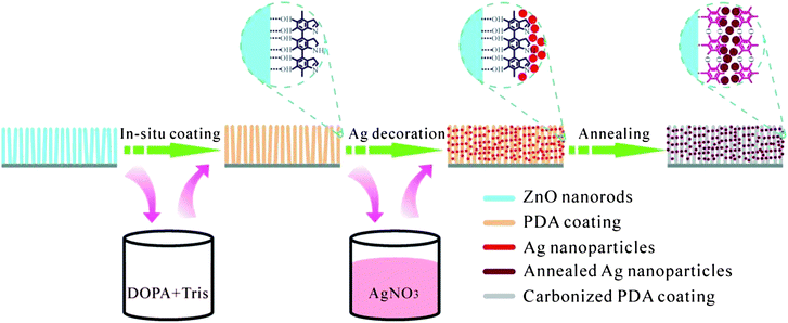 A schematic demonstration of polydopamine (PDA)-assisted Ag nanoparticles decorated on ZnO nanorods.