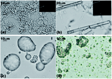 Optical microscopy images of α-CD and β-CD hexadecane ICs captured at different times: (a) α-CD-hexadecane IC precipitates immediately after dispersion; (b) α-CD-hexadecane IC microrods after 3 days; (c) β-CD-hexadecane IC structures immediately after dispersion; and (d) β-CD-hexadecane IC microcrystals after 3 days.