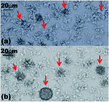 Optical images showing the formation of spherical structures by α-CD–tetradecane ICs after dissolving the microrods by heating them at 85 °C before cooling to room temperature. (a) Optical micrographs showing the process of forming spherical structures 5 minutes after the aqueous solution was deposited on the microscope glass slide from a hot bath. (b) The same sample 15 minutes later on the microscope slide.