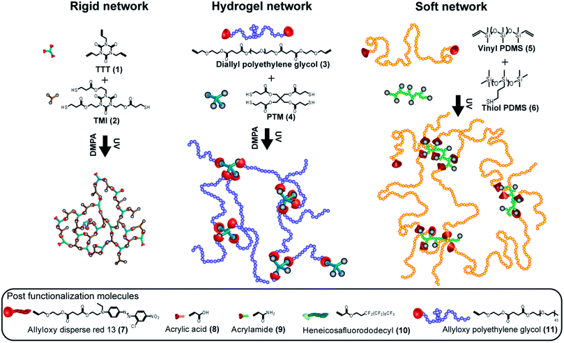 Schematic representation of three different functional networks and the postfunctionalization molecules.