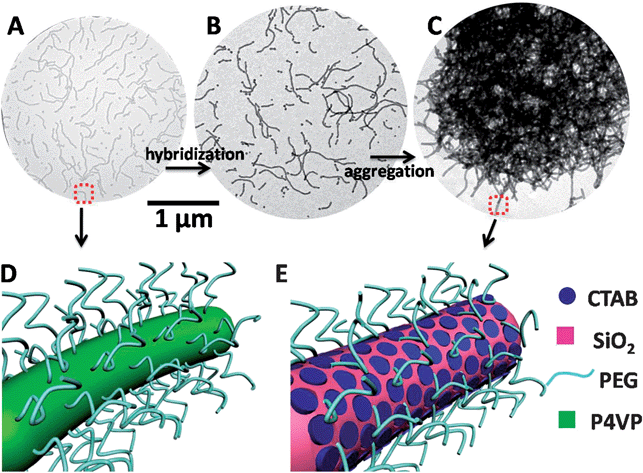Preparation of PEG-coated meso/macro bimodal porous superparticles. (A) Positively charged polymeric core–shell nanofibers (see cartoon D). (B) Hybrid nanofibers formed by deposition of mesoporous silica (mSiO2) onto the cross-linked and quaternized P4VP core. (C) Superparticles prepared by self-limited aggregation of the hybrid nanofibers, due to mSiO2 deposition. The hybrid nanofibers within the superparticles were coated by PEG chains (see cartoon E).