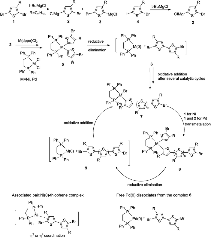 Proposed mechanism of nickel and palladium-mediated Grignard metathesis (GRIM) polymerization (R = C6H13).