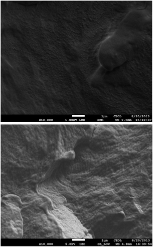 SEM micrographs (magnification 10 000×) of fracture surfaces of (a) PP/EP0423 using a beam voltage of 1 kV and (b) PP/AL0130 using a beam voltage of 5 kV.