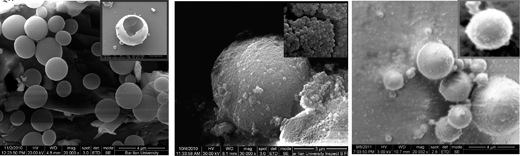 Electron microscopy (SEM) image of: (a) an uncoated PM; enlarged image of a hollow uncoated sphere is presented in the inset of the image; (b) PVA coated PM; an enlarged image of the coated surface is presented in the inset of the image; (c) PEI coated PMs; an enlarged image of the coated sphere with rough surface is presented in the inset of the image. Scale bar = 4 micrometers.