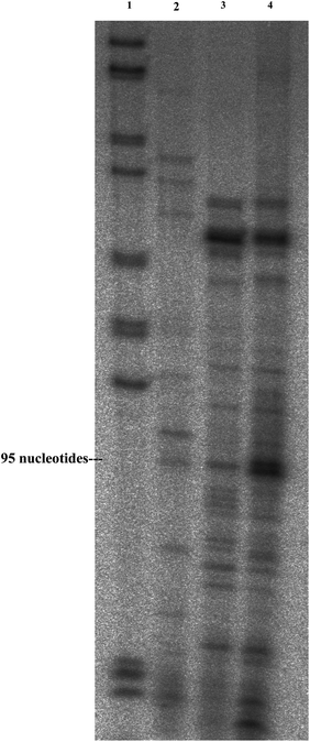 Primer extension (polyacrylamide gel). Primer extension was performed with a radiolabeled oligonucleotide complementary to the SLRNA. Corresponding cDNA was separated on a 6% sequencing gel titration. Column 1 indicates marker; 2 – cDNA obtained from RNA delivered to T. brucei parasites; 3 – cDNA obtained from RNA extracted from PMs; and 4 – cDNA obtained from untreated total tRNA.