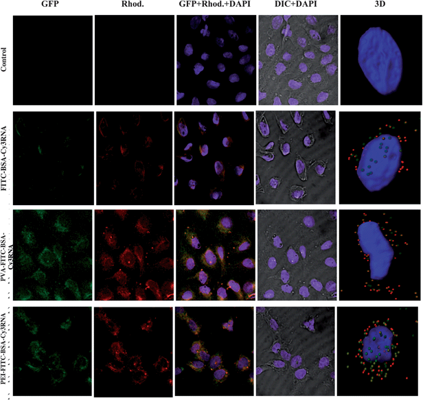 Confocal images of U2OS mammalian cancer cells with RNA loaded PMs. (Control-first row) cancer cells; (FITC-BSA–Cy3RNA-second row) cancer cells incubated with uncoated complex of FITC-BSA–Cy3RNA which exhibits green and red signals; (PVA coated FITC-BSA–Cy3RNA-third row) cancer cells with internalized PVA coated RNA loaded PMs; and (PEI coated FITC-BSA–Cy3RNA-fourth row) cancer cells with internalized PEI coated RNA loaded PMs. Green fluorescent signal is emitted from the FITC-labeled BSA (first column). Red fluorescent signal is emitted from the Cy3 labeled RNA (second column). The overlap of red and green signals gives a yellow color (third column). The nucleus of the cell colored with DAPI dye which emits blue signal (fourth column). The 3d reconstructions of z-stack confocal images are presented in the fifth column. The fluorescent signals passed through the following filters: DAPI, Rhod., GFP and DIC. Scale bar = 5 μm.