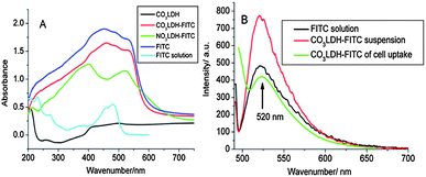 (A) Solid state, diffuse reflection UV–Vis absorption data for CO3LDH, CO3LDH-FITC, NO3LDH-FITC and FITC (solid and solution); (B) photoemission spectra (490 nm excitation) of FITC (1 × 10−5 M) and CO3LDH-FITC samples.