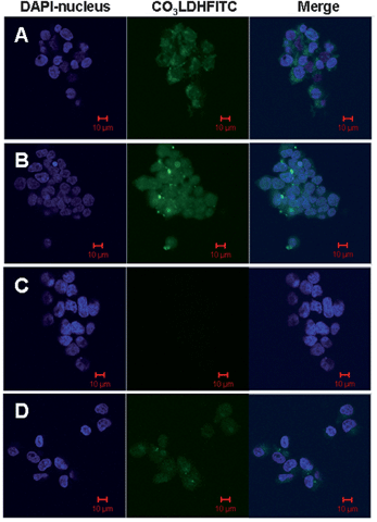 Confocal microscopic images of intracellular localization in NSC 34 cells: (A) 6.25 μg ml−1 CO3LDH-FITC, incubated for 2.5 h; (B) 10 μg ml−1 CO3LDH-FITC, incubated for 3 h; (C) control experiment performed with supernatant solution of 17 μg ml−1 CO3-LDH-FITC, incubated for 3 h; (D) free 6.25 μg ml−1 FITC anions incubated for 4 h.