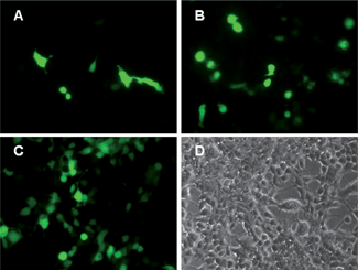 Fluorescence microscopic images of cells with pEGFP-N1 expressed 60 h after transfection using DNA modified (A) 100 μg ml−1 CO3LDH; (B) 100 μg ml−1 NO3LDH; (C) a commercial agent, FuGENE®6 at 5.0 μg ml−1; (D) bright field image of (A).