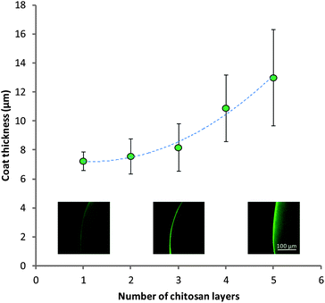 Thickness of combined chitosan layers in multilayers visualized by CLSM. Insets: example images of the chitosan coat for 1, 3 and 5 layers. Data given as mean (n = 3) ± standard deviation.