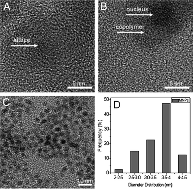 HRTEM photos of MNPs (A) and MNPs@PMEO2MA50-PDMAEMA150 (B). (C and D): TEM image of MNPs taken with a 10 nm scale bar and size distribution.