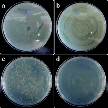 Petri dishes initially supplemented with 107 CFU per mL of E. coli and incubated with G2-S–AgNPs at (a) control, (b) 1, (c) 30, and (d) 100 μg (pH = 8, dendrimer : Ag = 2 : 1, in 15 g H2O, UV irradiation).