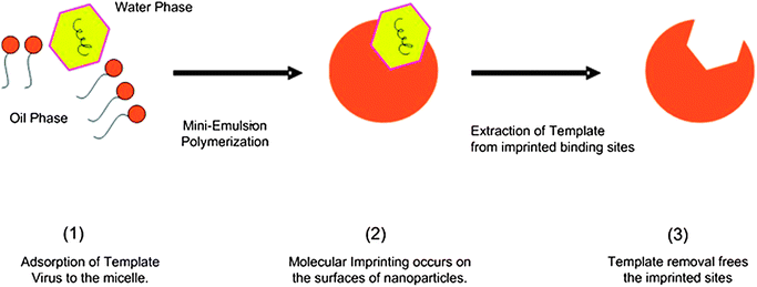 An illustration of virus surface imprinting via one-stage miniemulsion polymerization.