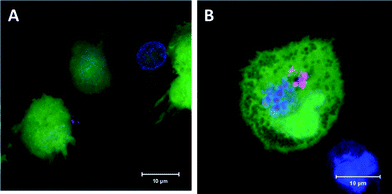 Confocal laser scanning microscopy of NCs loaded iDCs (maximum intensity projection). The cytoplasm is stained in green, nuclear membrane in blue and NCs in red. Non-modified HES NCs were only non-specifically attached to the cells (A), whereas mannosylated HES/tri-Man NCs were taken up to a much greater extent (B).