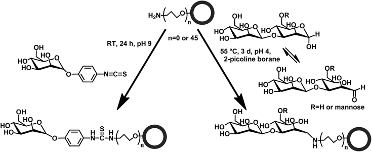 Functionalization of nanocapsules with α-d-mannopyranosyl-phenyl isothiocyanate (ITC-Man), 3-O-(α-d-mannopyranosyl)-d-mannose (di-Man) and α3,α6-mannotriose (tri-Man).