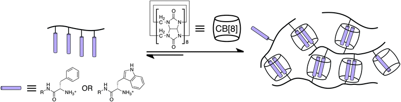 Schematic of hydrogel formation upon CB[8] addition. The amino acids (represented by the shaded cylinders) bind in a 2 : 1 fashion with CB[8]. The R group of the amino acid is encapsulated within the hydrophobic cavity by non-covalent interactions. Further interactions occur between the protonated N-terminus of the amino acid unit and the CB[8] portal carbonyl groups.