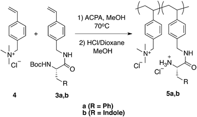 Two stage synthesis of StAm-StPhe (5a) and StAm-StTrp (5b) copolymers.