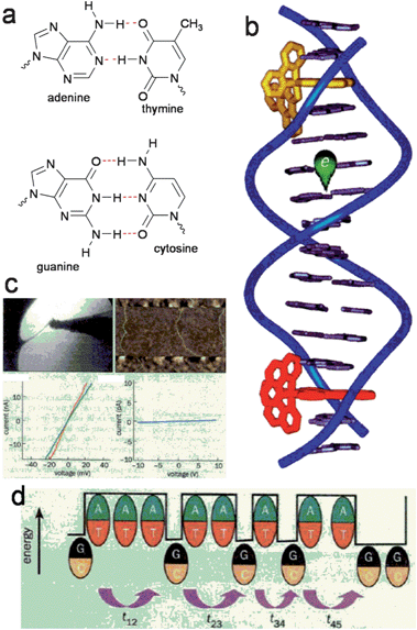 (a) DNA base pairs held together by complementary H-bonds. (b) Experimental technique of Barton et al. whereby fluorescence quenching via charge transfer of dyes intercalated at different positions along a DNA strand is used to measure electronic conduction through the base pair stack. Reproduced with permission from ref. 28. (c) Examples of contacting individual DNA strands for electrical measurements. These experiments yielded controversial results. Reproduced from ref. 27. (d) Multiple researchers have concluded that conduction proceeds through stacked G–C pairs, however A–T pairs are barriers. Reproduced from ref. 27.