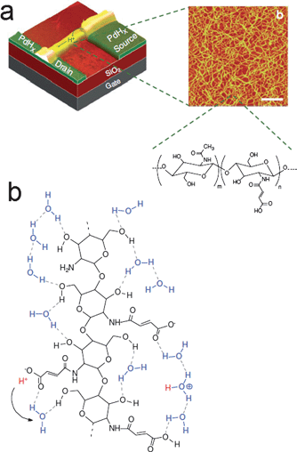 (a) Bioprotonic transistor based on chitosan as a proton-conducting material. (b) Illustration of the Grotthus-like mechanism of proton conduction along the chitosan polysaccharide. Reproduced with permission from ref. 56.