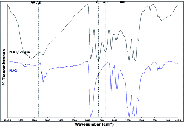 FT-IR spectra of PLACL and PLACL/collagen nanofibers with peaks representing specific functional groups (AA: amide A; AB: amide B; AI: amide I, AII: amide II and AIII: amide III).