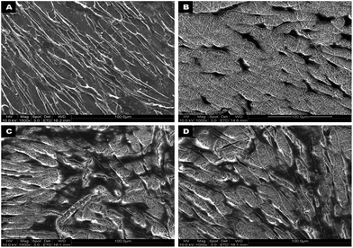 FESEM micrographs showing hMSCs adhesion and growth after 7 days of culture on TCP (A), PLACL (B), collagen (C) and PLACL/collagen nanofibrous scaffolds (D) at 1000× magnification. Interaction of hMSCs with nanofibers allowed better adhesion and proliferation on collagen and PLACL/collagen nanofibrous scaffolds.