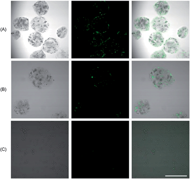 Alginate microcapsules with fluorescently labelled liposomes. (A) Freshly prepared microcapsules in water. (B) Microcapsules after one day in water. (C) Disintegrated microcapsules after one day of incubation in a culture medium. (Left column – optical image, middle column – fluorescence signal, right column – superposition of both signals. The scale bar represents 100 μm.)
