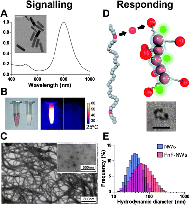 Nanoparticle components comprising the signalling and responding modules. (A) Absorbance spectrum of gold nanorods. Inset: TEM of gold nanorods, scale bar: 40 nm. (B) Left: visible-light photograph of gold nanorod solution (left) and saline solution (right). Right: thermographic image contrasting heating response of gold nanorods (light) and saline solution (right) to near-infrared laser (λ = 808 nm). (C) TEM images of intact collagen fibers and collagen denatured by heating (inset). (D) The gelatin-binding proteolytic fragment of fibronectin (FnF, red) is used as a targeting domain, conjugated to a dextran-coated iron oxide nanoworm (NW) bearing near-infrared fluorescent tracking dye (green). Inset: TEM of iron oxide NW. Scale bar: 20 nm. (E) Size distributions of nanoworms conjugated to dye only (blue) or dye and FnF (red), as measured by dynamic light scattering.