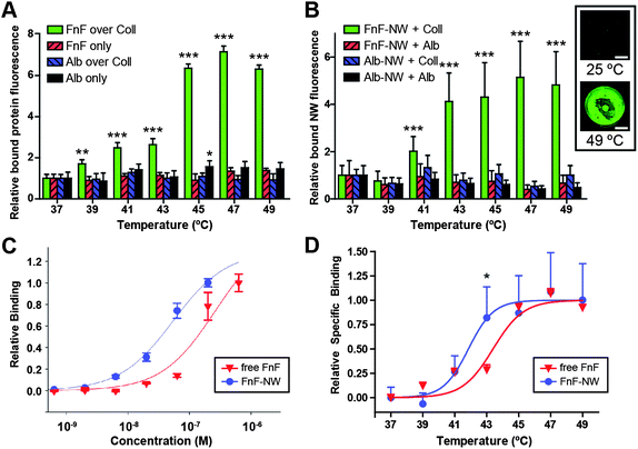 Characterization of the responding nanoparticles. (A) Relative binding of fluorescently labeled fibronectin fragment (FnF) or bovine serum albumin (Alb) to wells coated in collagen (Coll) or left uncoated, as a function of the temperature to which the collagen-coated or uncoated wells were subjected prior to protein addition. Temperature was regulated by water bath. Asterisks in (A) and (B) indicate statistical significance by two-way ANOVA with Bonferroni post test across temperatures, comparing against 37 °C (*: p < 0.05, **: p < 0.01, ***: p < 0.001). Error bars indicate standard deviation. (B) Relative temperature-dependent binding of FnF-conjugated nanoworms (FnF-NW) and albumin-conjugated nanoworms (Alb-NW) to collagen- or albumin-coated wells. Temperature was regulated by water bath. Inset: representative scans of fluorescent FnF-NWs (green) bound to collagen incubated at room temperature or 49 °C. Scale bar: 2 mm. (C) Normalized binding curves contrasting relative binding to denatured collagen as a function of FnF or FnF-NW concentration. (D) Normalized temperature-dependent binding curves, combined from (A) and (B), contrasting the relative binding of free FnF and FnF-NW to collagen heated to different temperatures. Asterisk indicates p < 0.05 by two-way ANOVA with Bonferroni post test (FnF-NWs vs. free FnF). Curve fit is a variable-slope sigmoidal dose response.