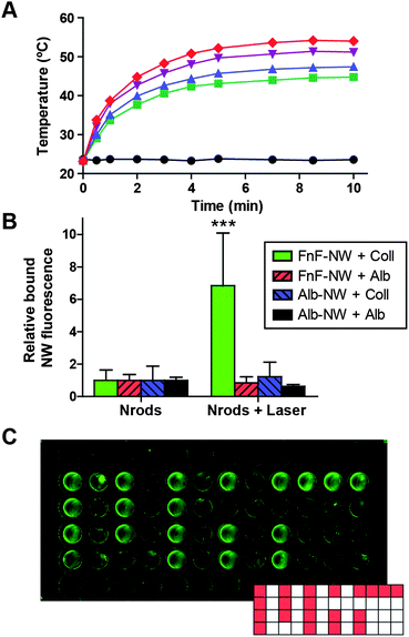 Amplification of nanoparticle accumulation through stigmergy. (A) Representative heating kinetics of gold nanorods at different concentrations (black circles: 0.0, green squares: 12.5, blue triangles: 17.7, purple triangles: 33.9, red diamonds: 70.6, all in μg mL−1), under constant irradiation by an 808 nm laser (∼120 mW cm−2). (B) Conjugated nanoworm binding to collagen or albumin substrates exposed to either unirradiated nanorods (left) or nanorods irradiated by near-infrared (NIR) laser to 45 °C (right). ***indicates p < 0.001 by two-way ANOVA with Bonferroni post test for irradiated vs. unirradiated. (C) Collagen-coated 96-well plate with nanoworms added only to wells in a pattern based on the “MIT” logo. The entire plate was irradiated by near-infrared laser as in (B), and all wells in the image were subsequently incubated with FnF-NWs.