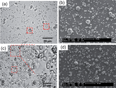 (a) and (b) show an optical micrograph and SEM image for PMMA-38MAA (pH = 6.5) and PEA-30MAA (pH = 6.0), respectively. (c) and (d) show an optical micrograph and SEM image of PMMA-20MAA/9CYS (pH = 6.5) and PEA-10MAA/20DTP (pH = 6.0), respectively.