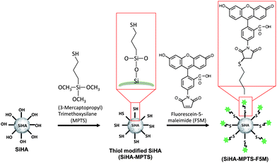 Schematic diagram of the thiol functionalisation process of SiHA using MTPS and the subsequent labelling with fluorescein-5-maleimide (F5M).