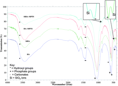 FTIR spectra of as-precipitated HA and SiHA along with thiol functionalised HA and SiHA (HA-MPTS and SiHA-MPTS respectively).