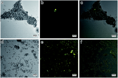 Bright field, confocal fluorescence and composite images of SiHA exposed to fluorescein-5-maleimide (SiHA-F5M) (a–c) and MPTS functionalised SiHA particles conjugated to fluorescein-5-maleimide dye (SiHA-MPTS-F5M) (d–f); specific binding of fluorescein-5-maleimide to the thiol group of SiHA-MPTS was demonstrated by the even fluorescence across the particulates (d–f) and very weak non-specific fluorescence in the samples not treated with MPTS (a–c).