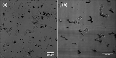 Interaction of Au–Ni nanowires with (a) RAW 264.7 cells and (b) Jurkat cells.